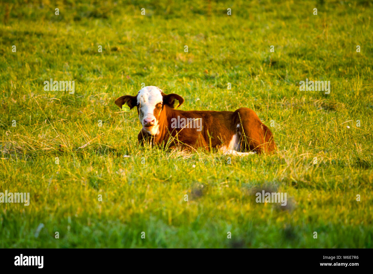 Calf lying down hires stock photography and images Alamy