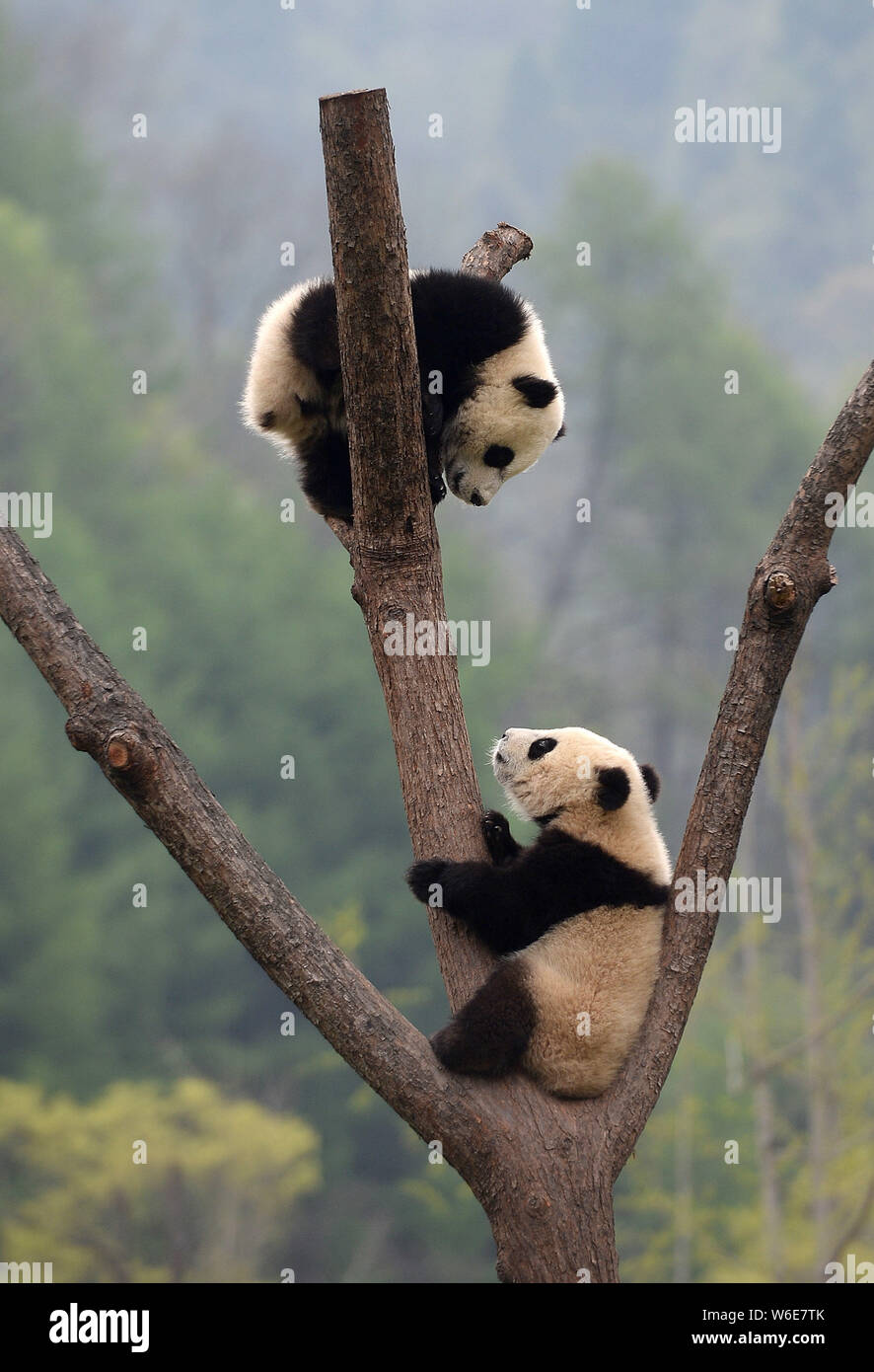 Giant panda cubs rest on a tree at the Wolong National Nature Reserve in Gengda town, Wenchuan county, Ngawa Tibetan and Qiang Autonomous Prefecture, Stock Photo