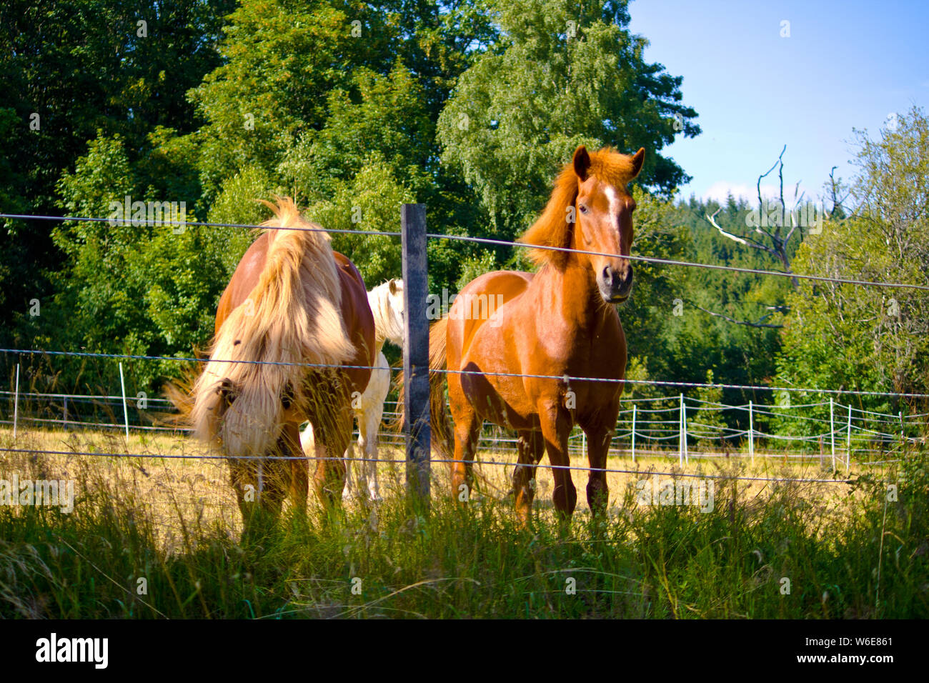 Herd of horses running on beach hires stock photography and images Alamy