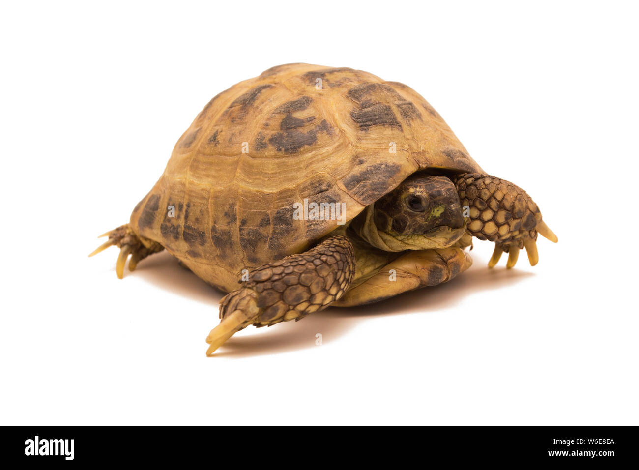 Russian tortoise isolated on white background.Testudo horsfieldii Stock Photo