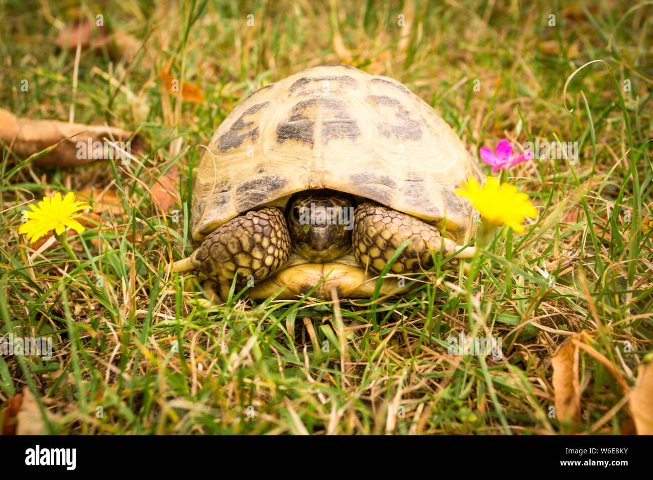 Russian tortoise in the grass - Testudo horsfieldii; Stock Photo