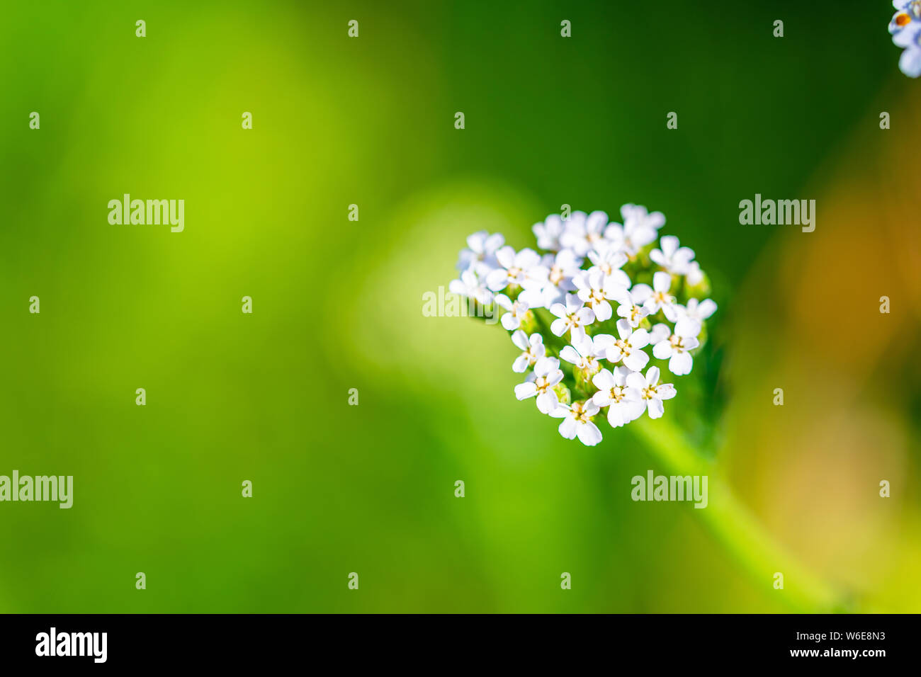 Glowing flowers are in focus Stock Photo