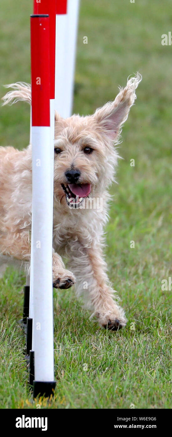 A dog tries an agility course at BBC Countryfile Live at Blenheim