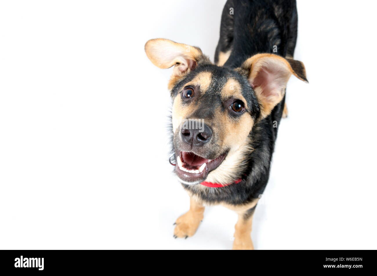 Mixed breed dog portrait on the white Stock Photo - Alamy