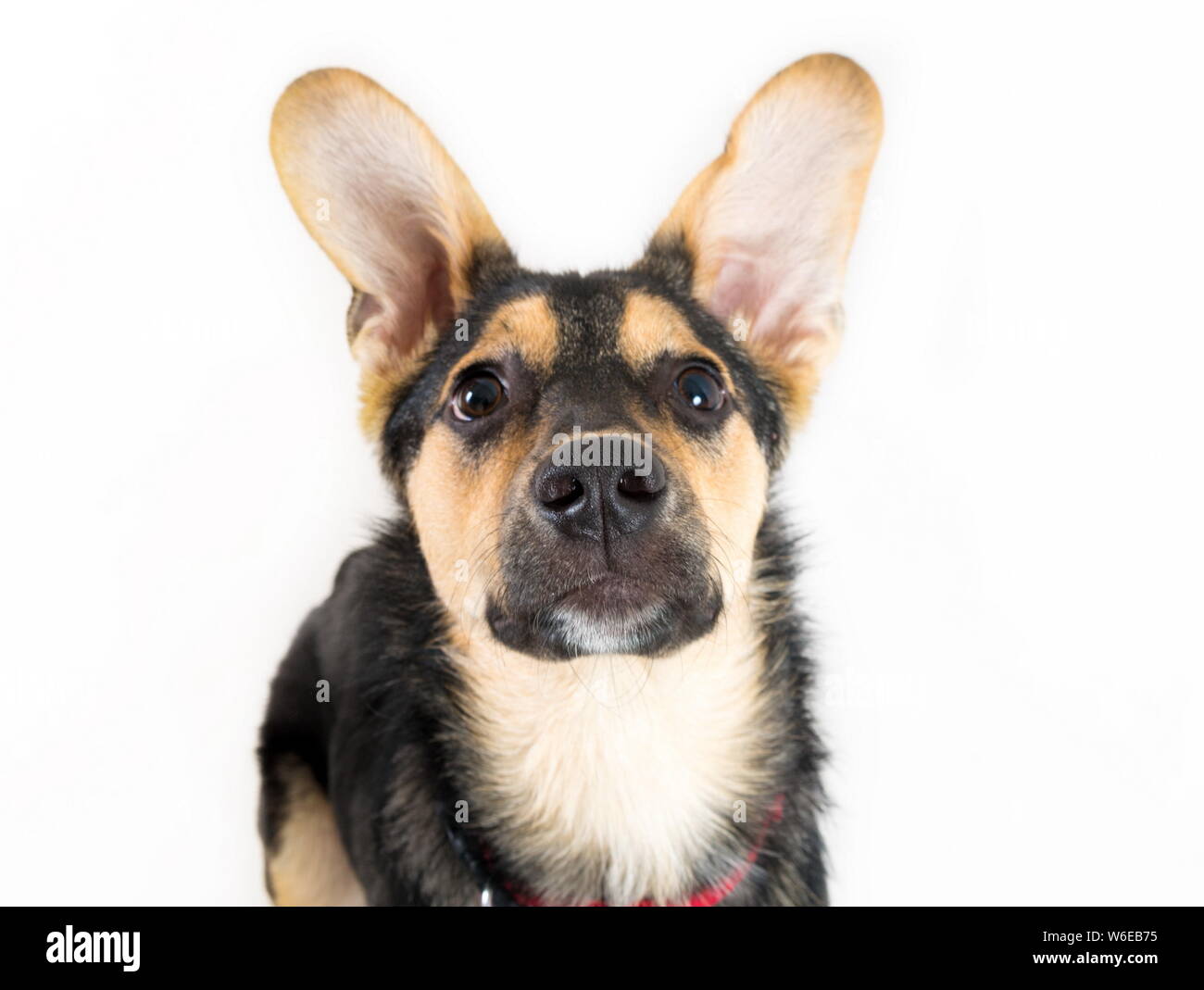 Mixed breed dog portrait on the white Stock Photo - Alamy