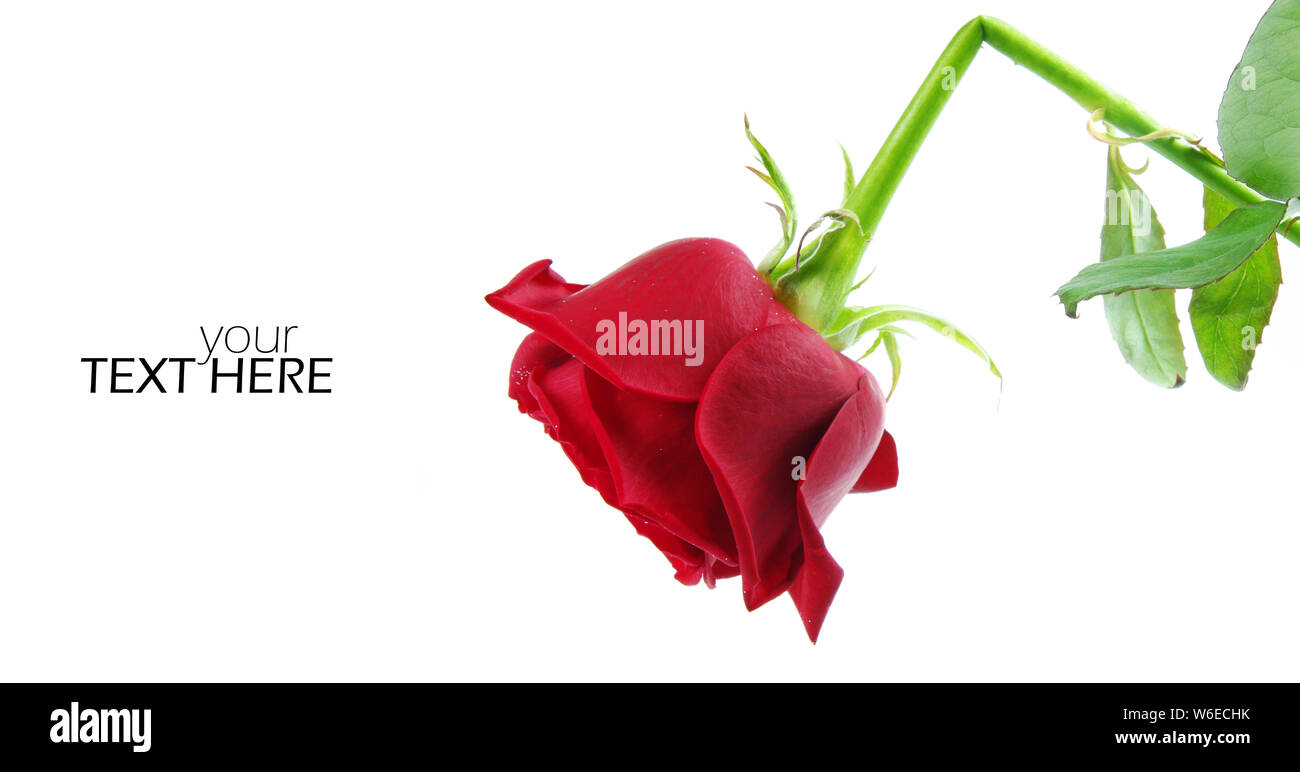 Broken rose with the copy space Stock Photo Alamy