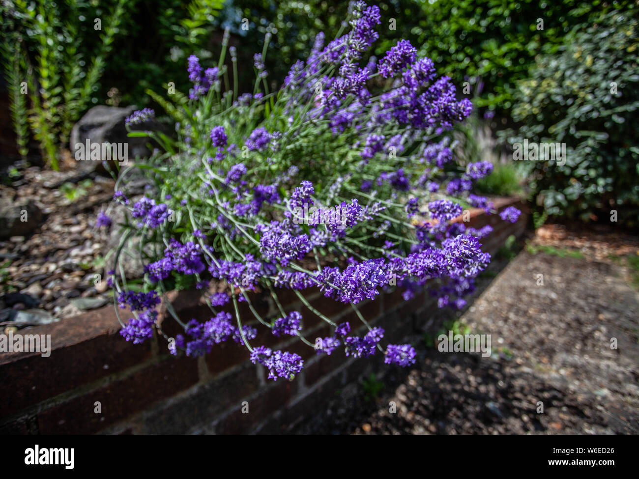 Protruding lavender flowers in a garden, London, England, UK. Stock Photo