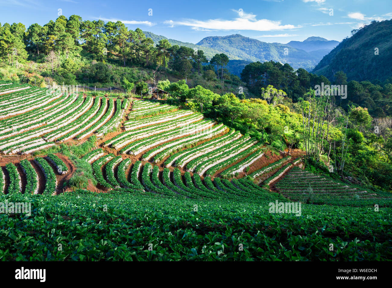 Large cultivated field of strawberry farm, planting on hill slope