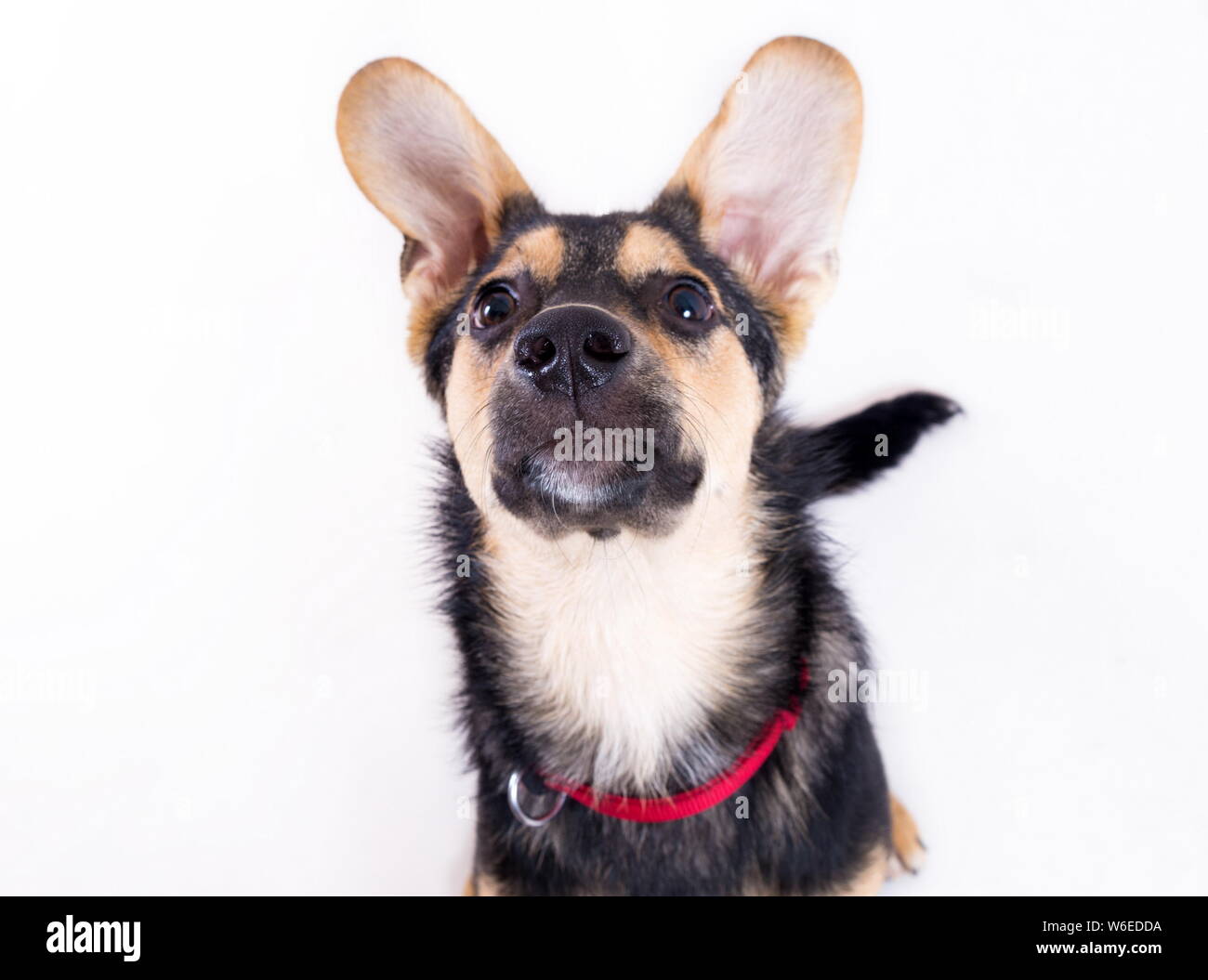 Mixed breed dog portrait on the white Stock Photo - Alamy