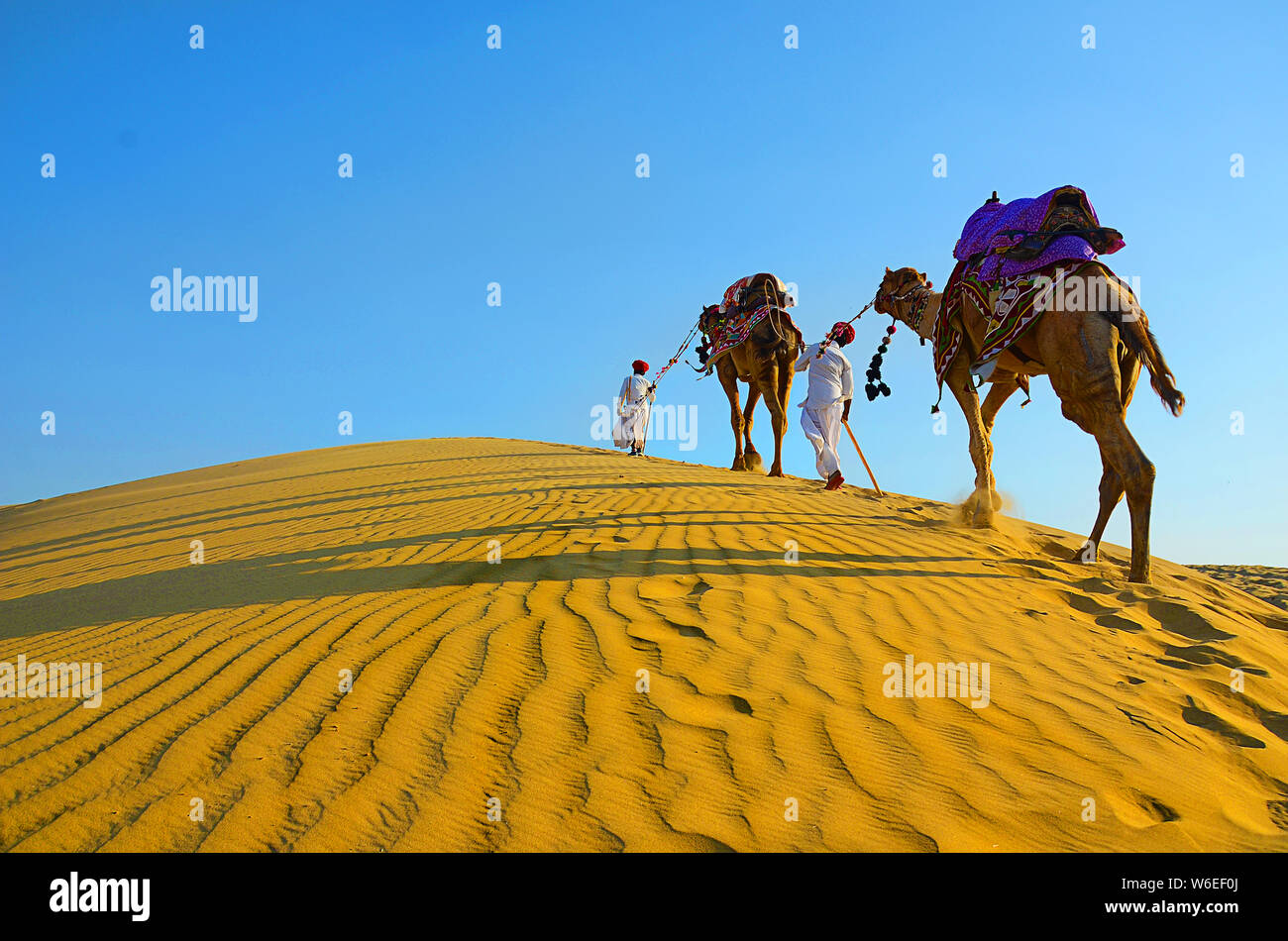 Travel background - Two cameleers with camels walking on golden sand dunes  of thar desert against blue sky , Jaisalmer, Rajasthan, India Stock Photo -  Alamy