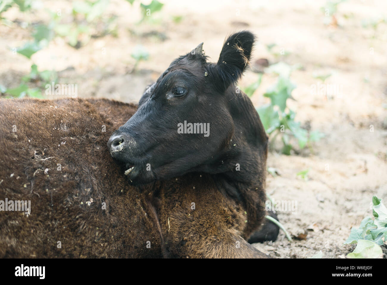 Abuse of animals in agriculture. A cow in a pasture bites itself. Calf with rolled up wool and fleas. Stock Photo