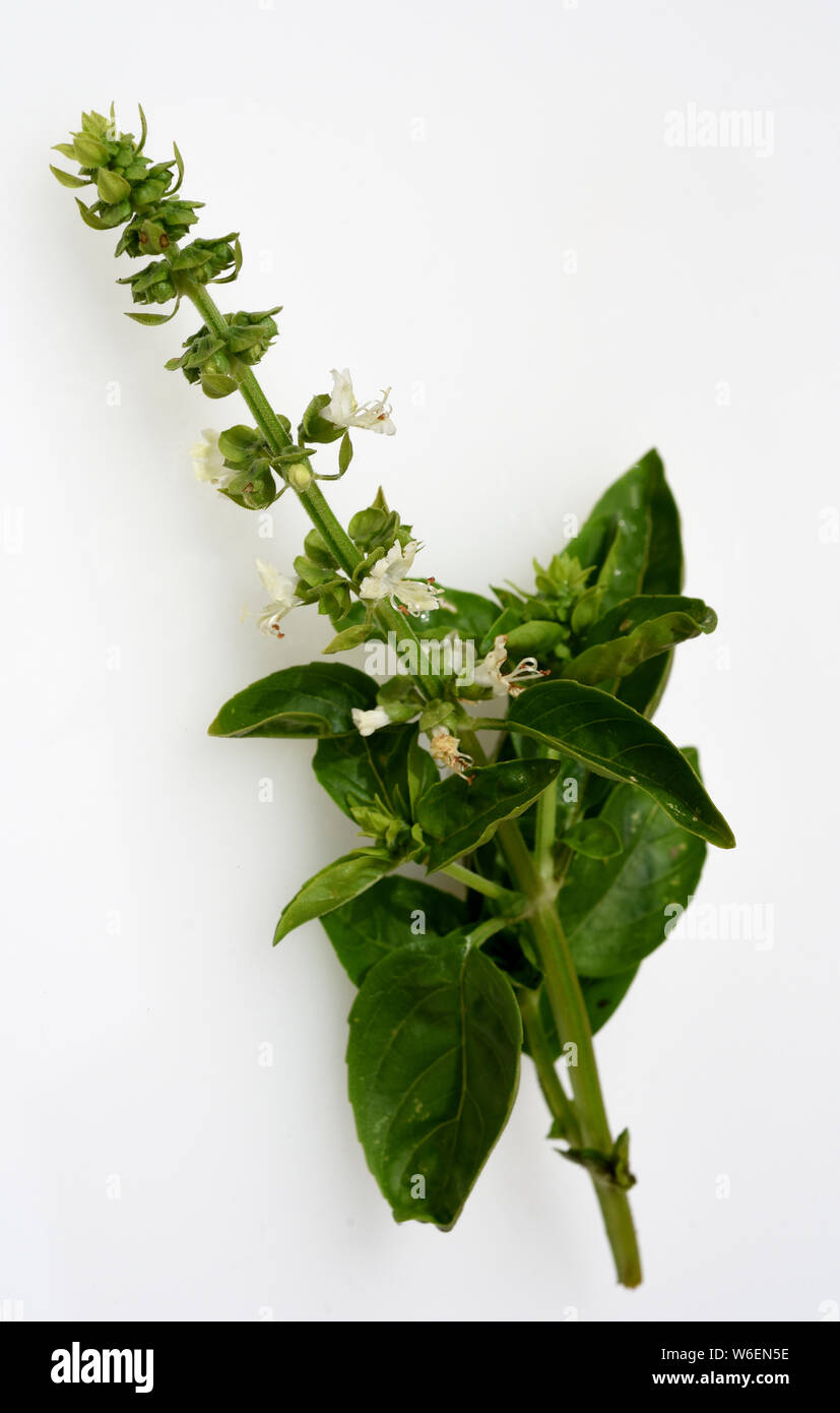 Basilikum, Ocimum, basilicum, Heilpflanze, Kraeuter Stock Photo