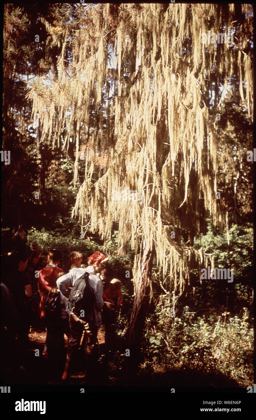 A Nature - Appreciation Walk Organized By The Sierra Club Stock Photo