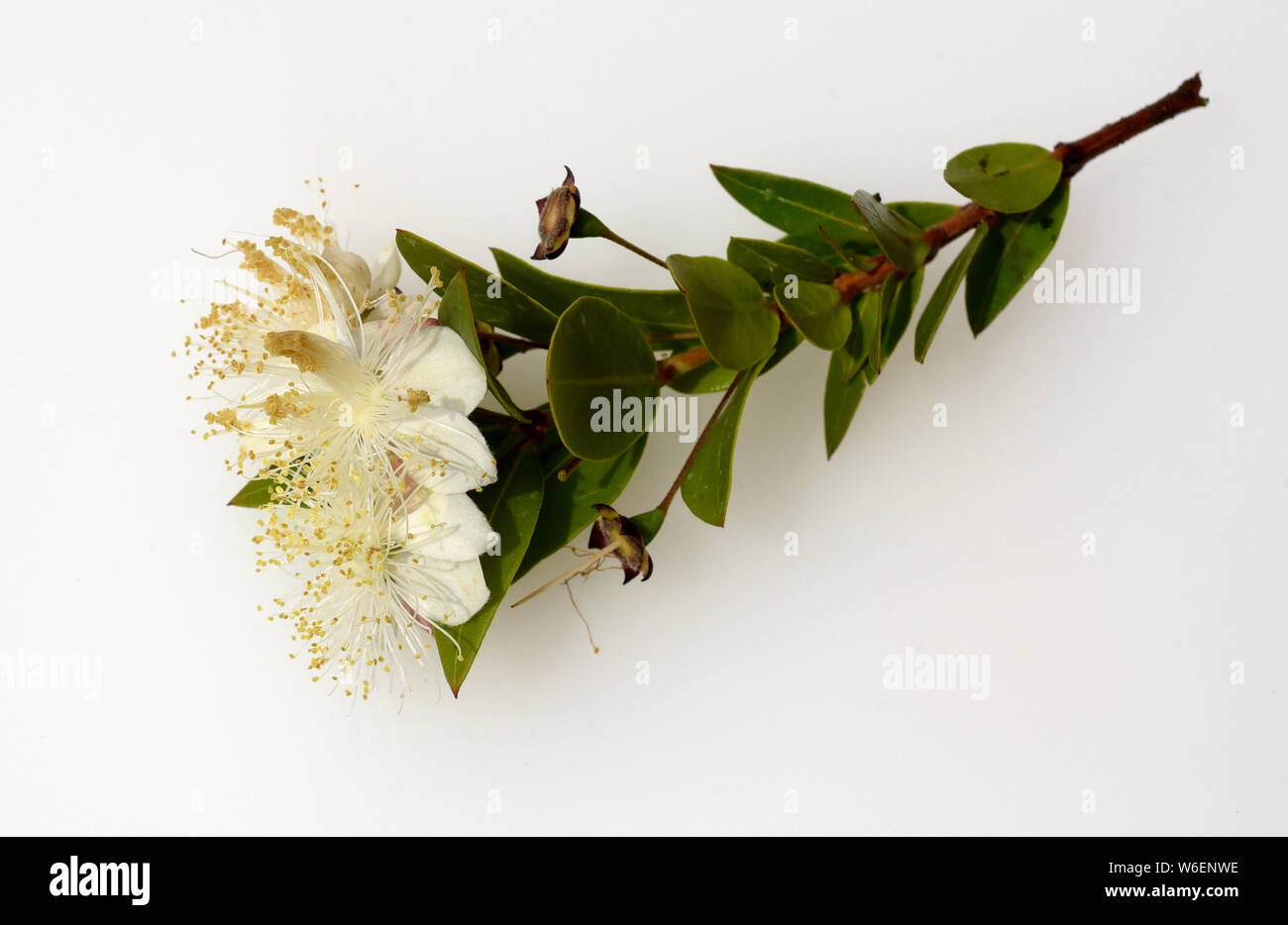 Myrte, Myrtus, communis, Balsam Stock Photo