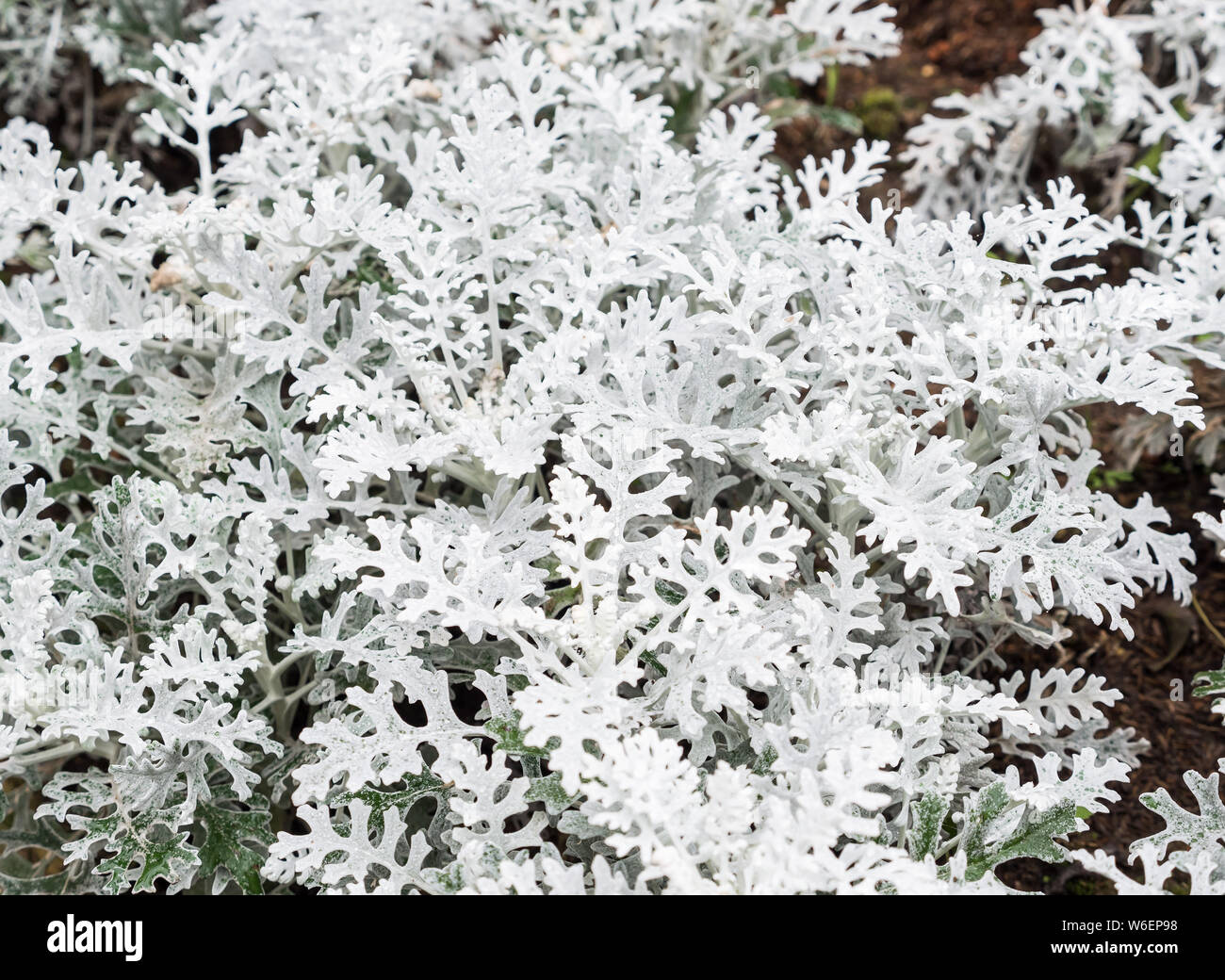 Closeup of the silver ragwoort in the ornamental garden of the botanical garden. Stock Photo