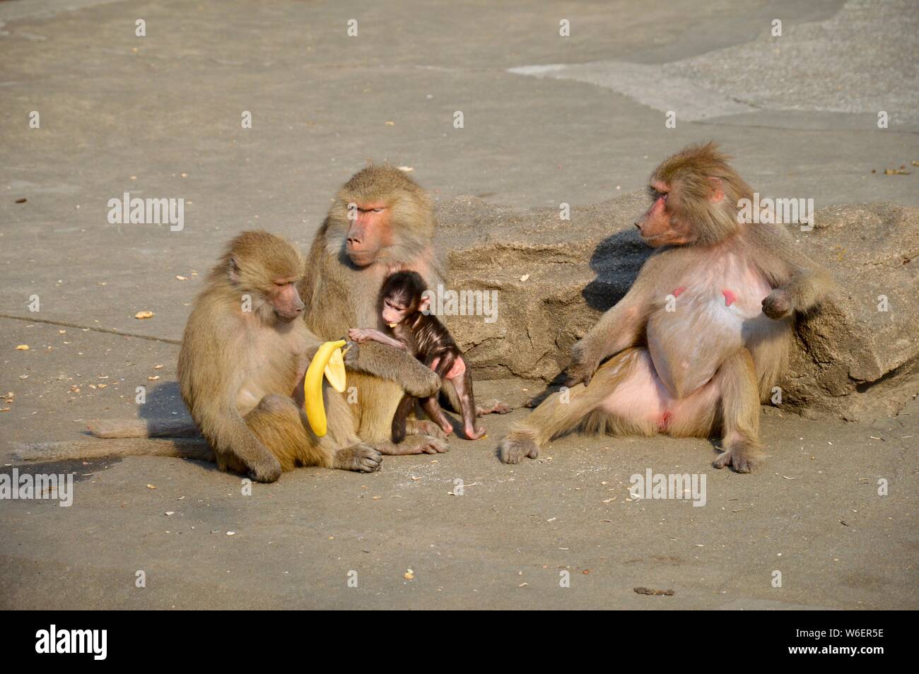 hamadyros baboon - family life in the fascinating Shanghai Zoo Stock Photo