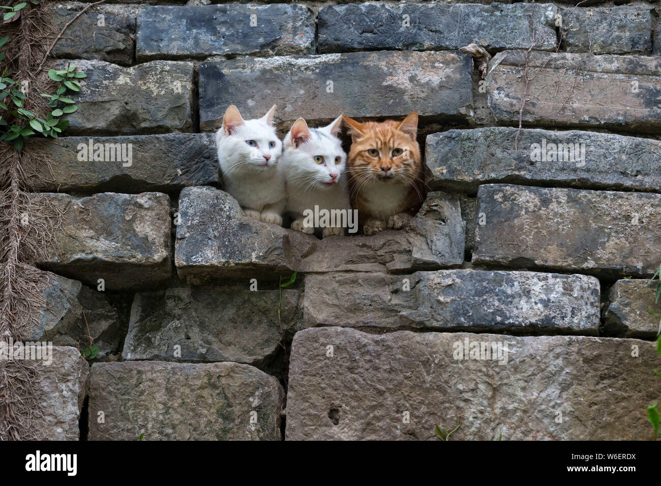 Three lovely cats are seen inside the Nanjing Circumvallation at the Xuanwu Lake in Nanjing city, east China's Jiangsu province, 29 March 2018.   Thre Stock Photo