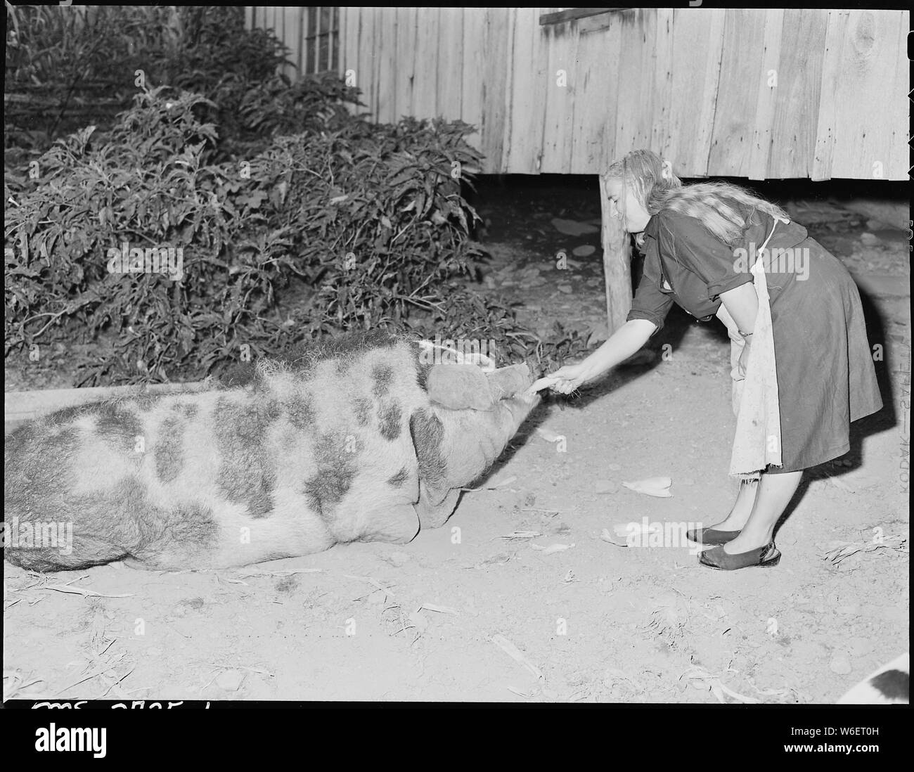 A miner's wife, a friend of the Sergent family, feeds a fat hog which will supply the family with lard and meat this winter. P V & K Coal Company, Clover Gap Mine, Lejunior, Harlan County, Kentucky. Stock Photo