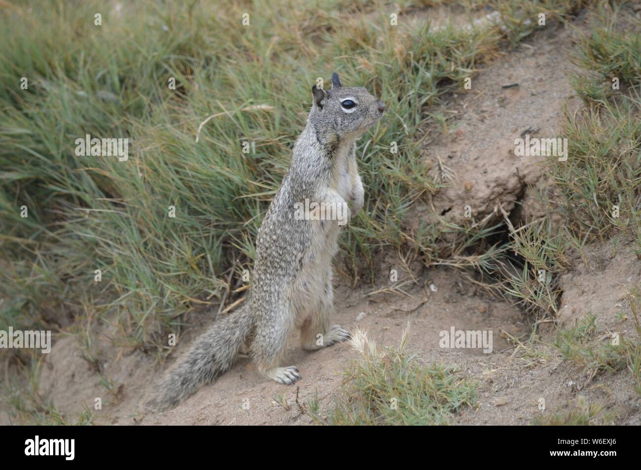 squirrel watching out in an upright position Stock Photo