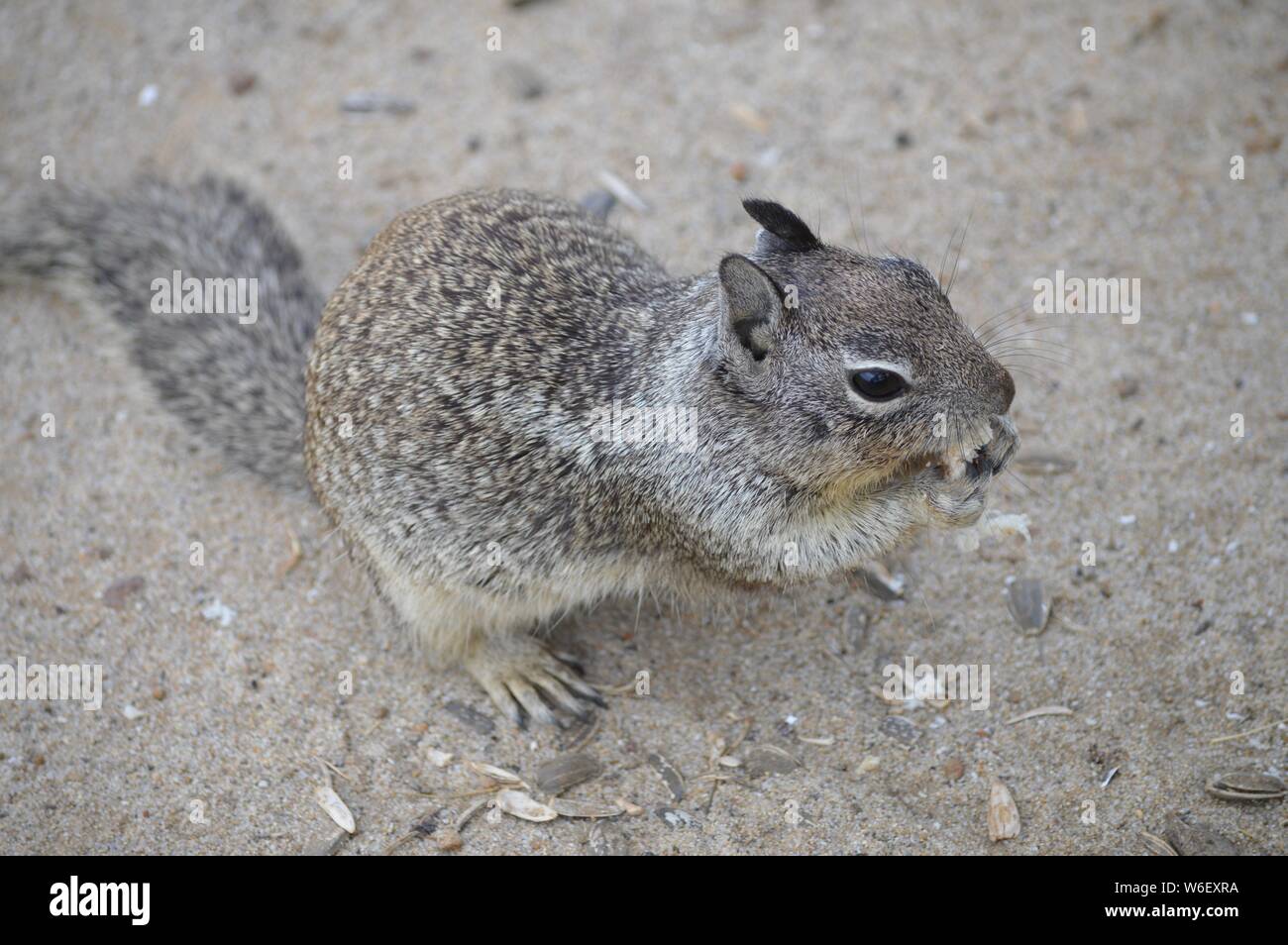 eating and enjoying - little squirrel in California Stock Photo