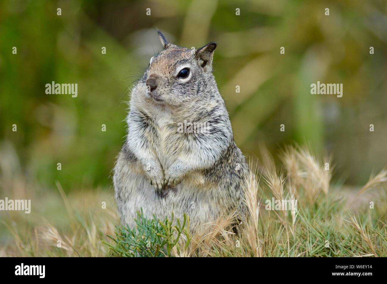 cute little squirrel watching out Stock Photo