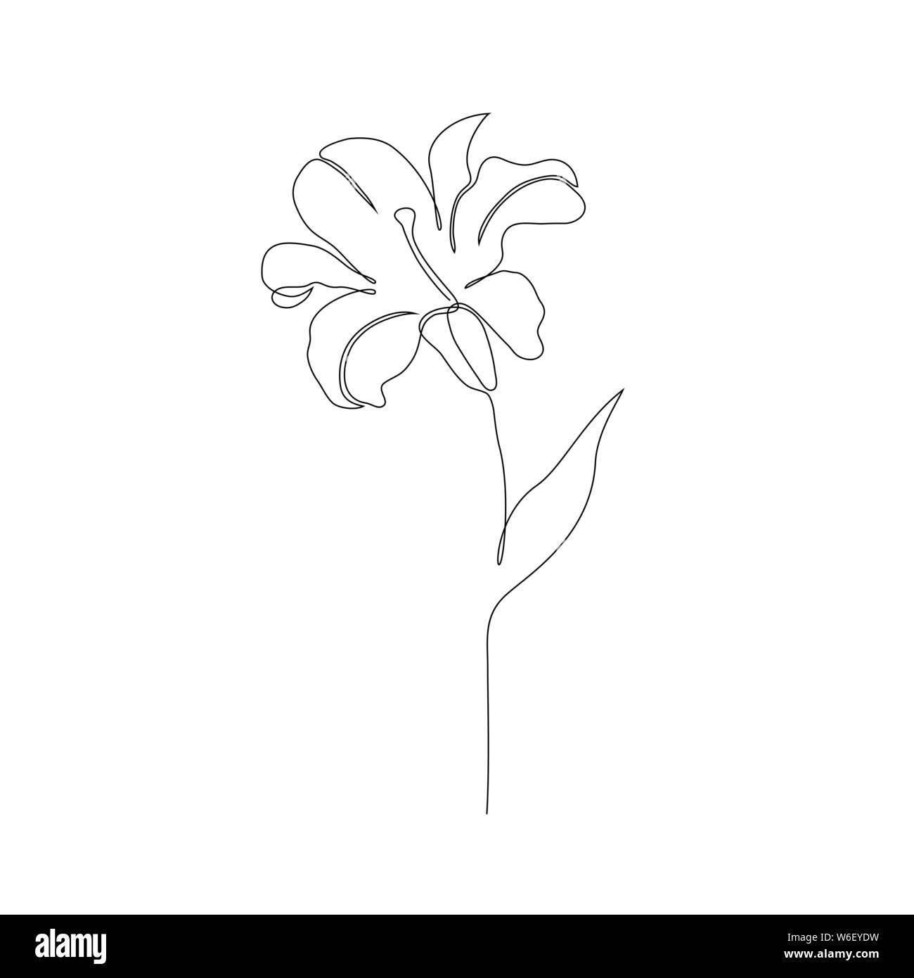 Line drawing of a lily