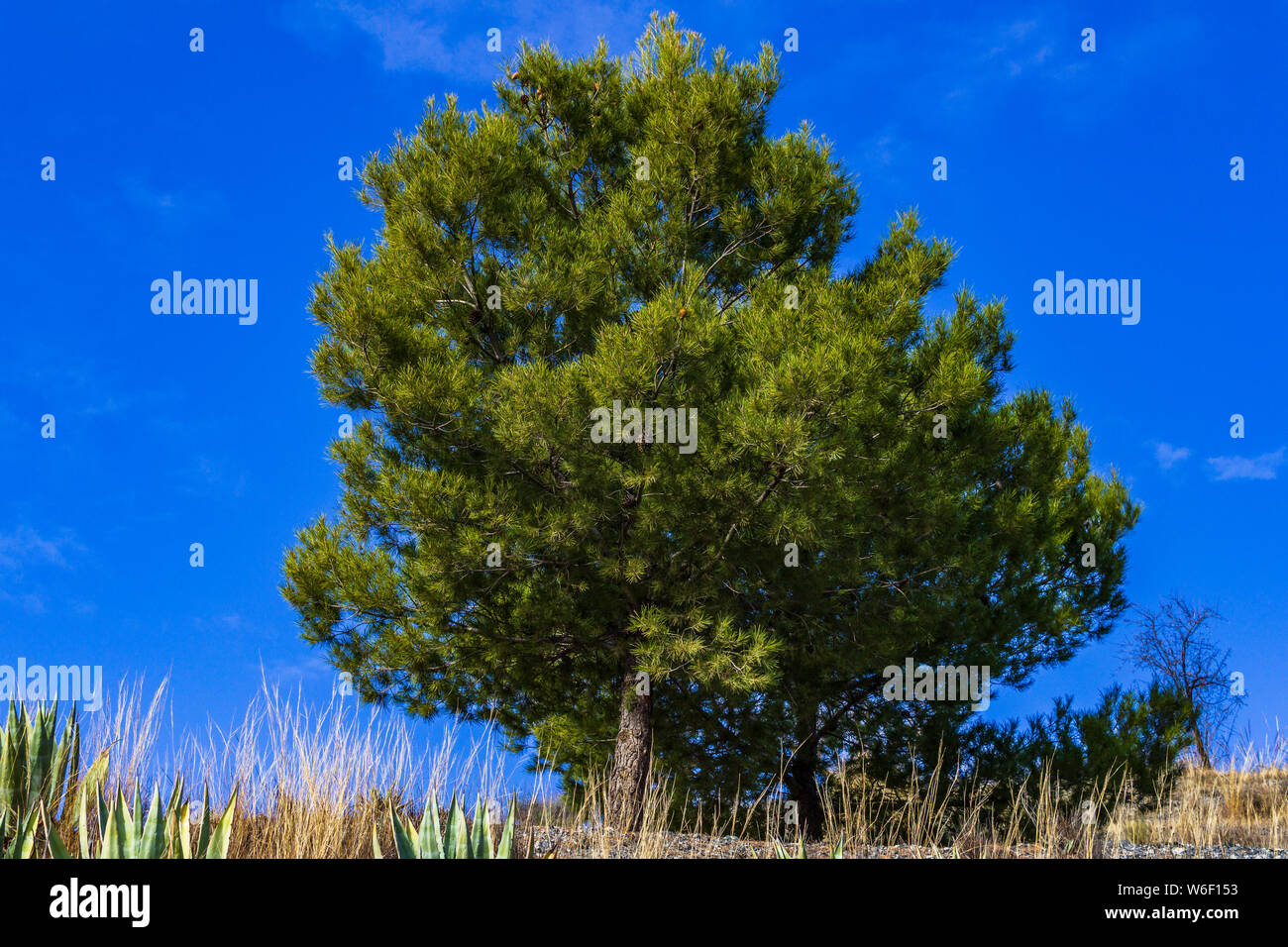 Single Pine Tree with a Blue Sky Background Stock Photo