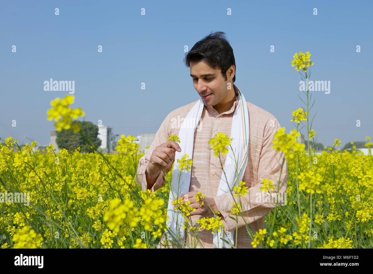 Farmer examining mustard flowers in a field Stock Photo