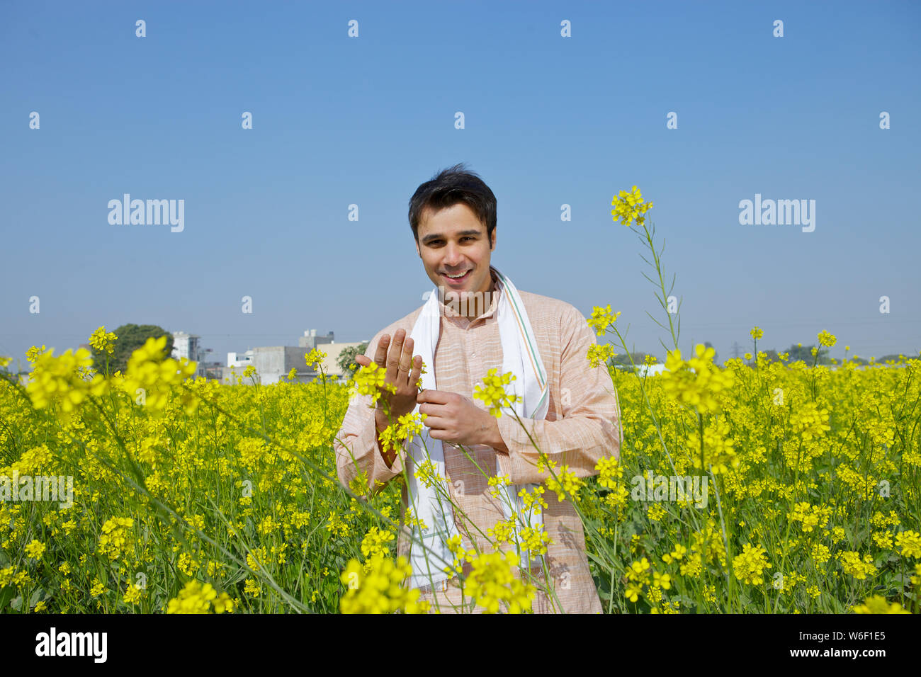 Farmer examining mustard flowers in a field Stock Photo