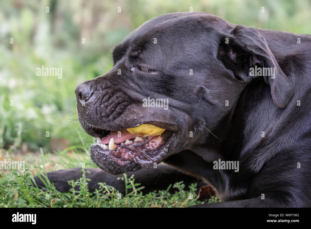 Cane corso dog laying on the green grass and eats yellow apple Stock Photo