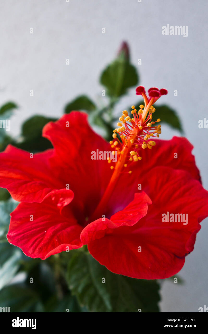Rose mallows or Hibiscus flowering plant in a vase, red flower fully
