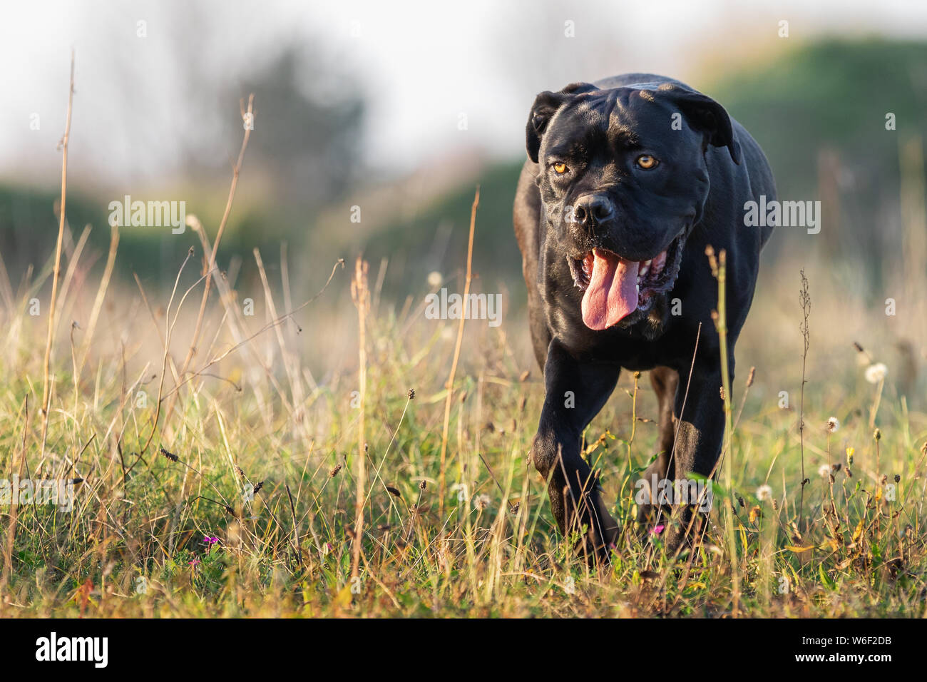 Cane corso tongue hires stock photography and images Alamy