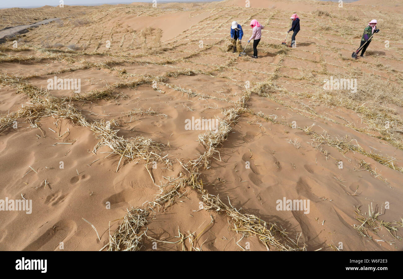 Anti-desertification volunteers strengthen a straw checkerboard sand barrier in Linze county of Zhangye city, northwest China's Gansu province, 27 Mar Stock Photo