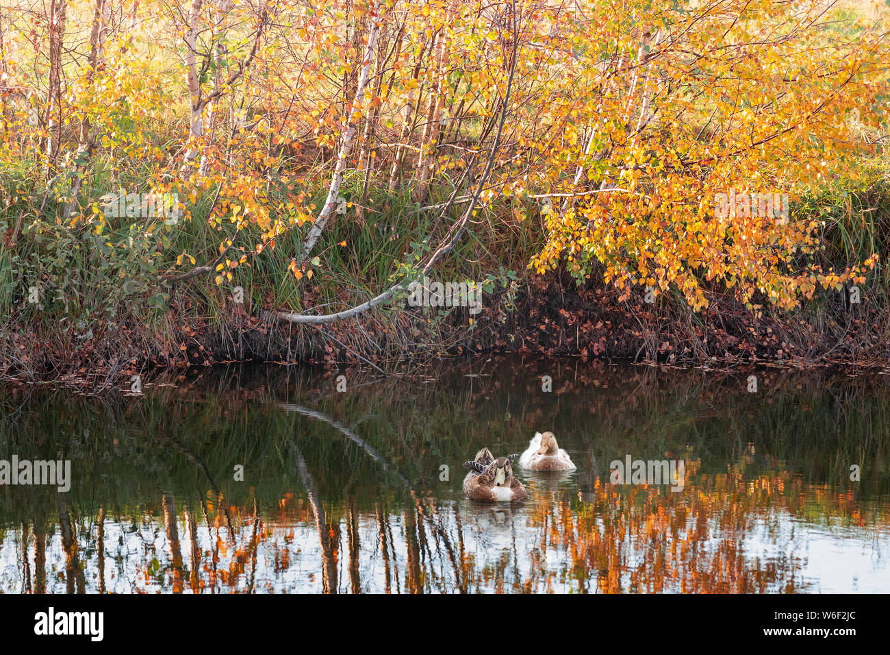 Two ducks in the lake, and golden birches in the autumn background Stock Photo