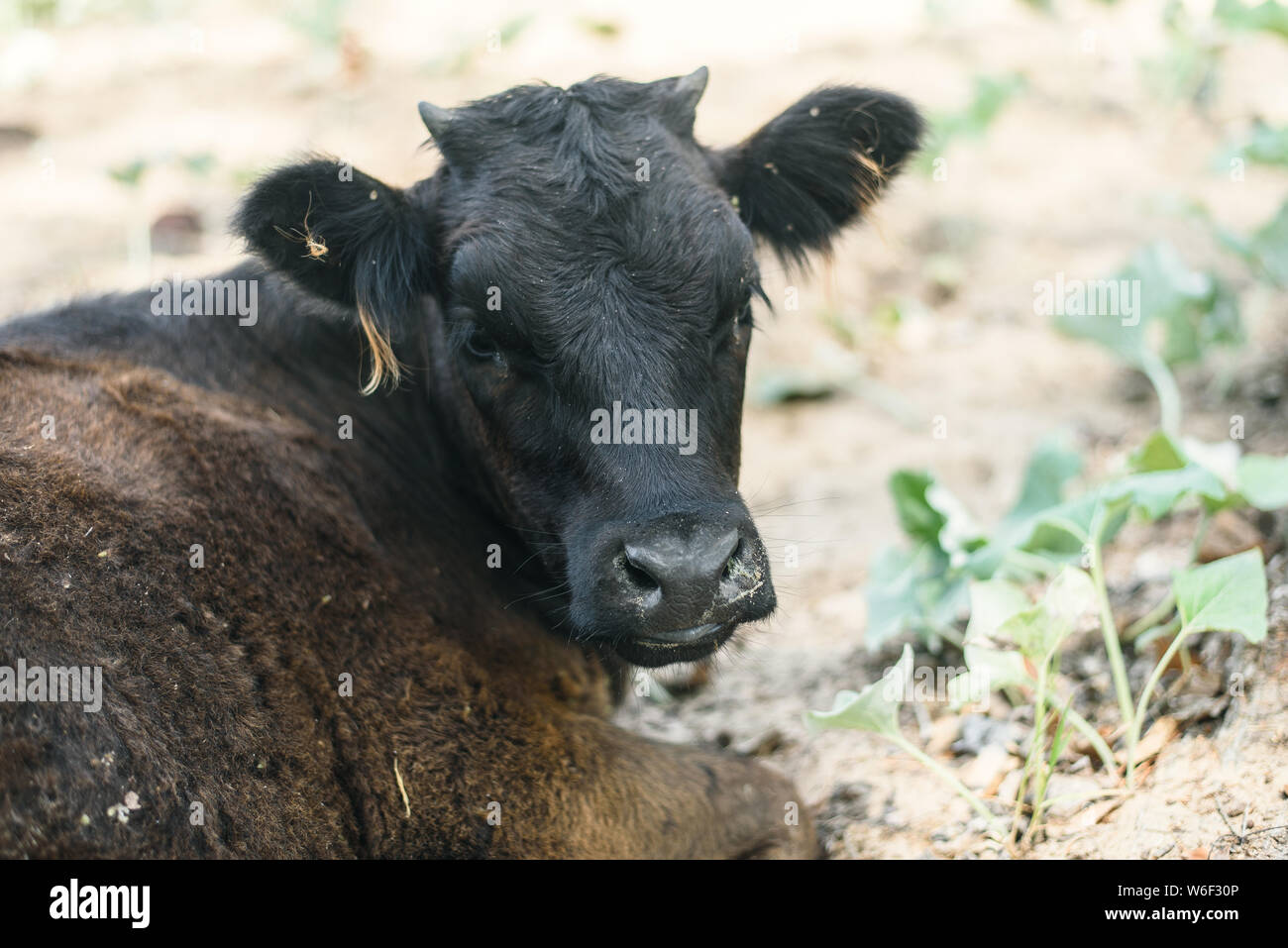 Abuse of animals in agriculture. A cow in a pasture bites itself. Calf with rolled up wool and fleas Stock Photo