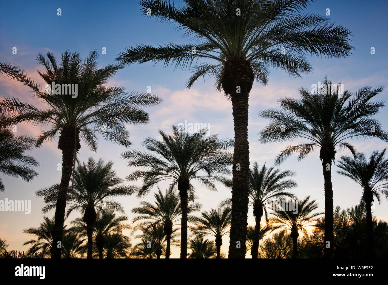 Sunset silhouettes this grove of palm trees at the entrance to Sun City Grand in Surprise, Arizona. Stock Photo