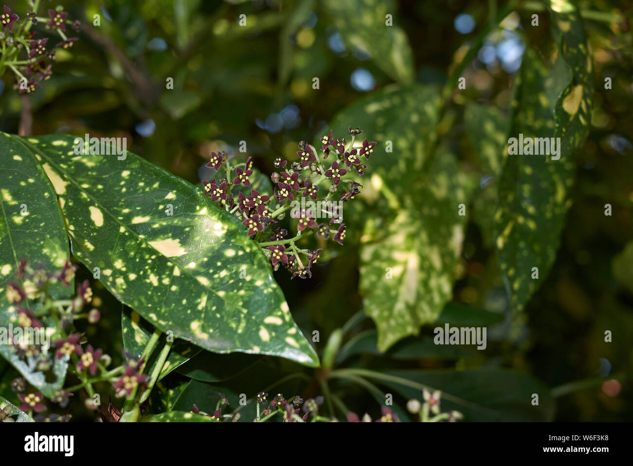 brown inflorescence of Aucuba japonica shrub Stock Photo - Alamy