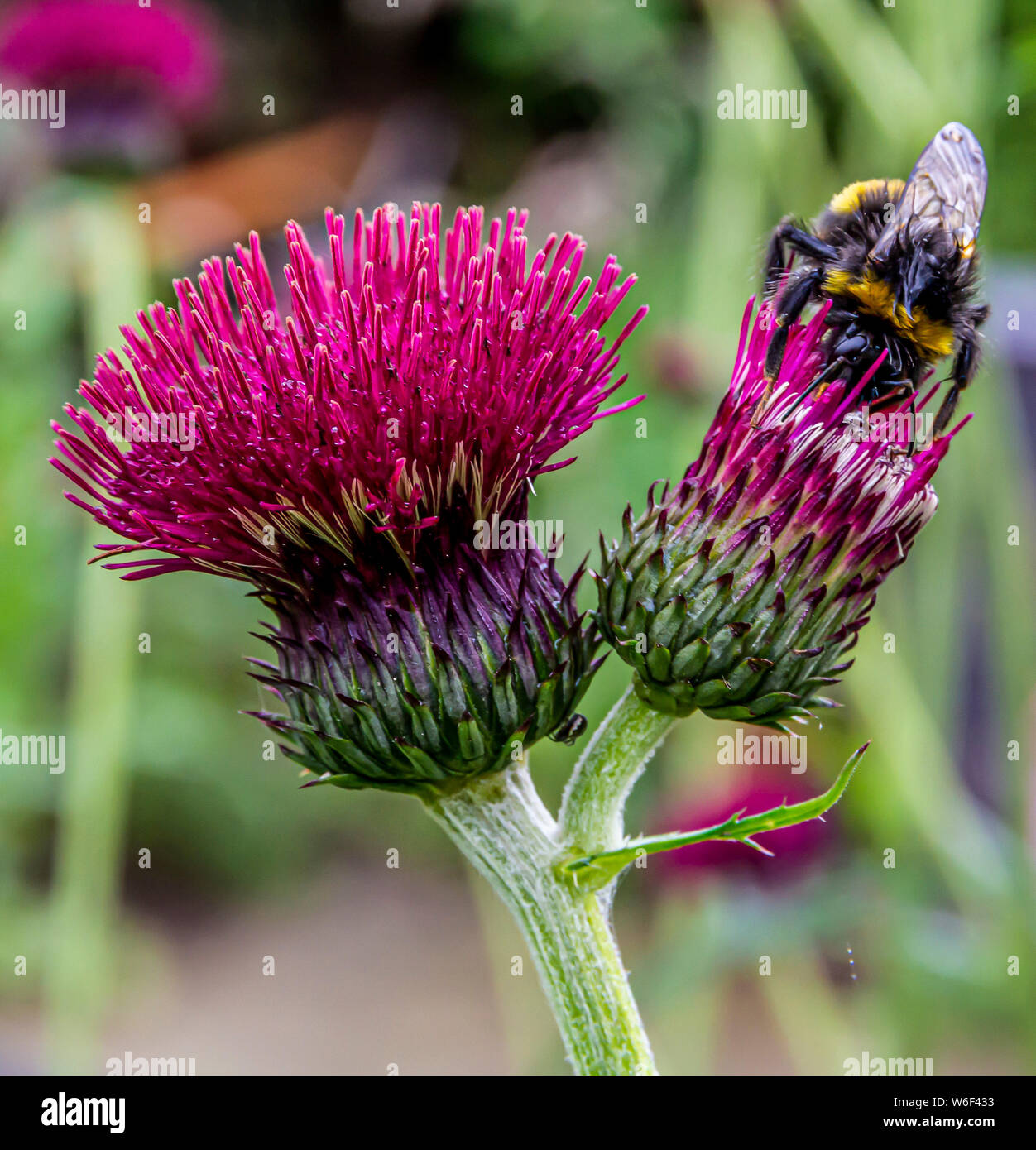 Bumblebee collecting pollen from garden plant Stock Photo