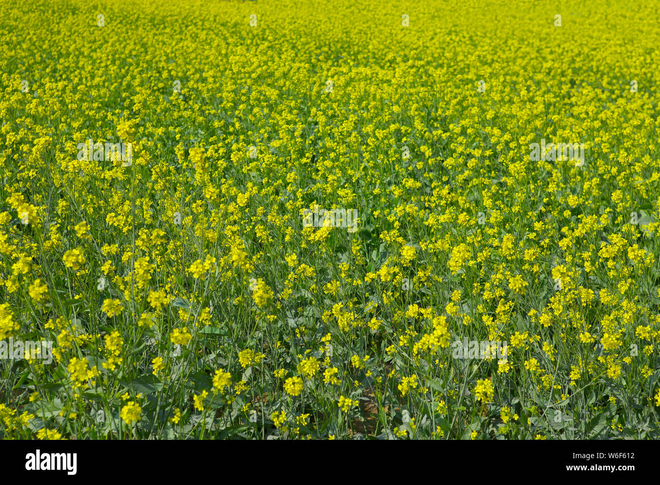 Mustard crop in a field Stock Photo Alamy