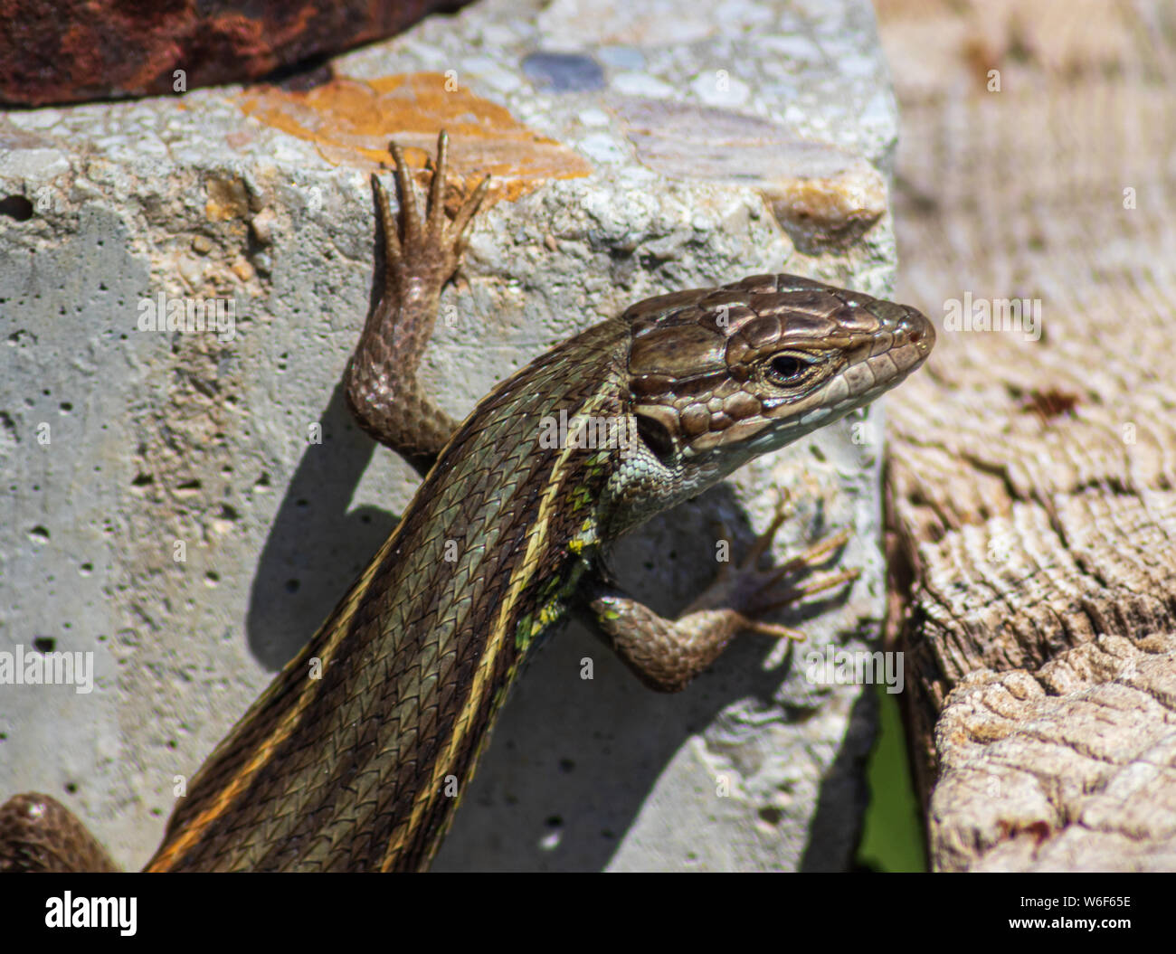 Algerian sand racer hi-res stock photography and images - Alamy