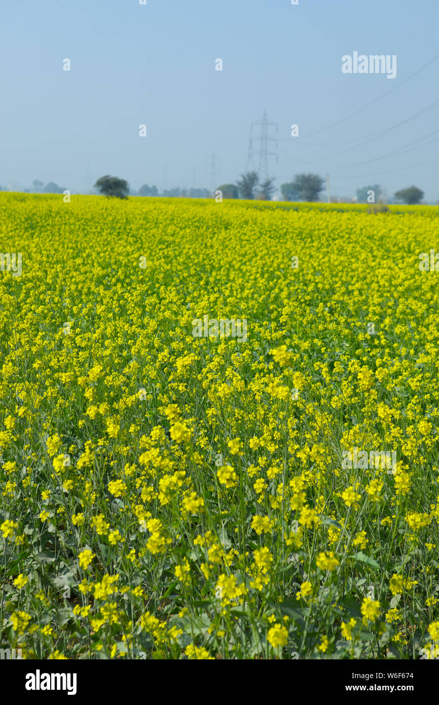 Mustard crop in a field Stock Photo Alamy