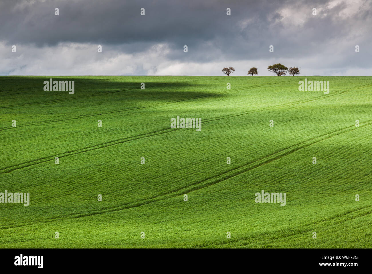 Green sloping crop field with trees on the horizon. Stock Photo