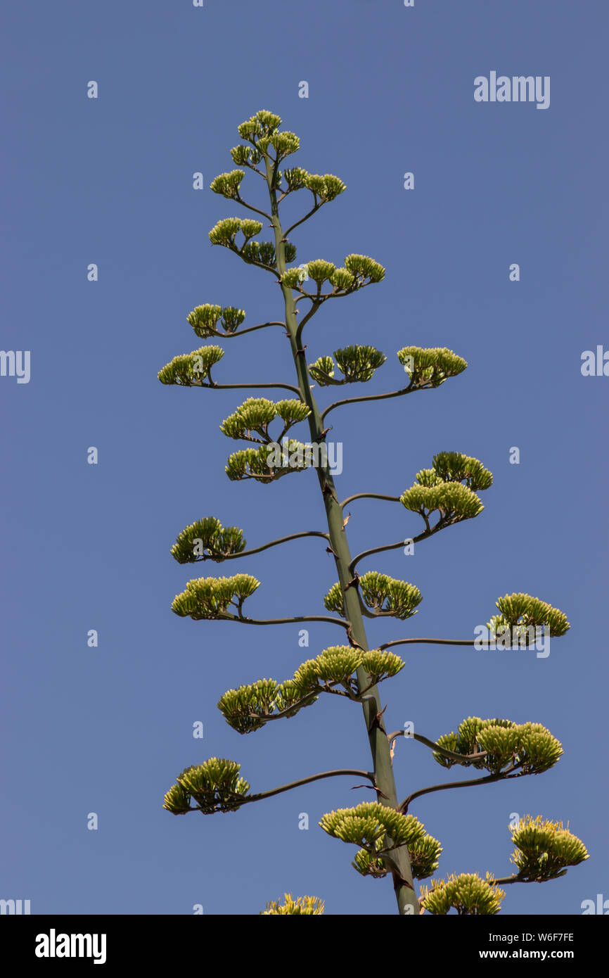 Agave Americana Century Plant with a New Flower Spain Stock Photo Alamy