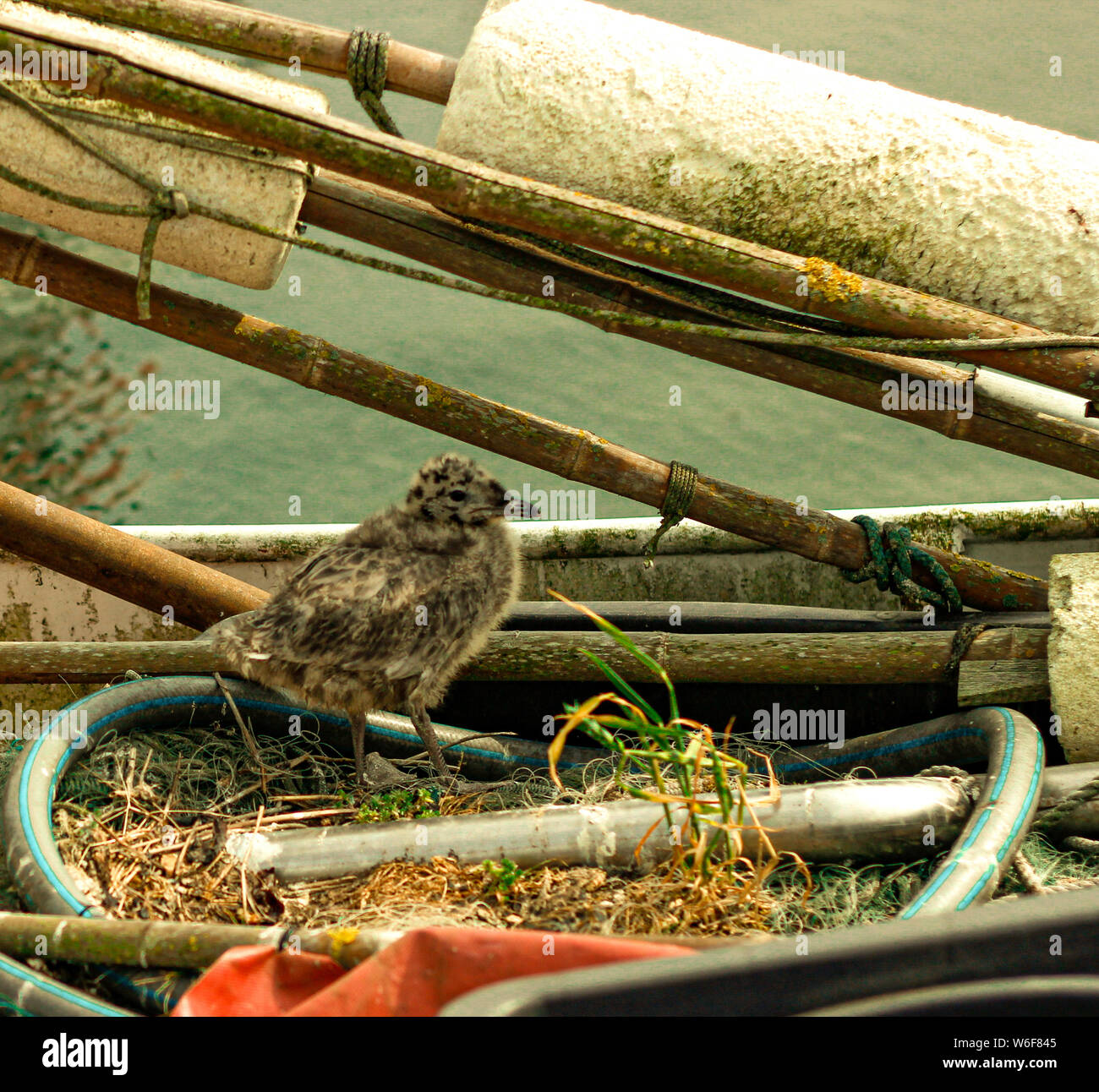 Baby seagull (bird) walking around its nest build in an abandoned boat. Stock Photo