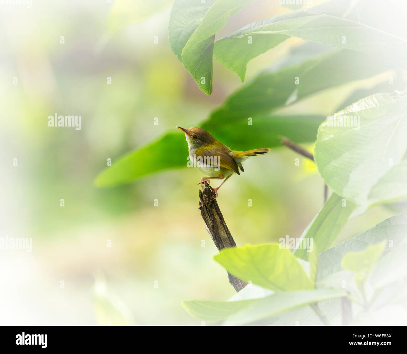 Garden warbler black elderberry hires stock photography and images Alamy