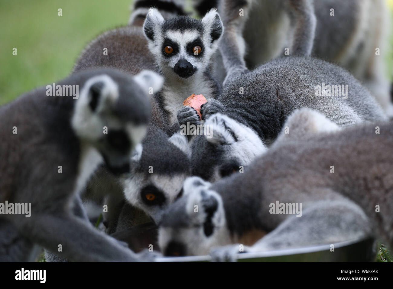 Hefei, China's Anhui Province. 1st Aug, 2019. Ring-tailed lemurs eat fruits at the Hefei Wildlife Park in Hefei, east China's Anhui Province, Aug. 1, 2019. The wildlife park has taken various actions to help animals cool off in the scorching weather. Credit: Zhang Duan/Xinhua/Alamy Live News Stock Photo