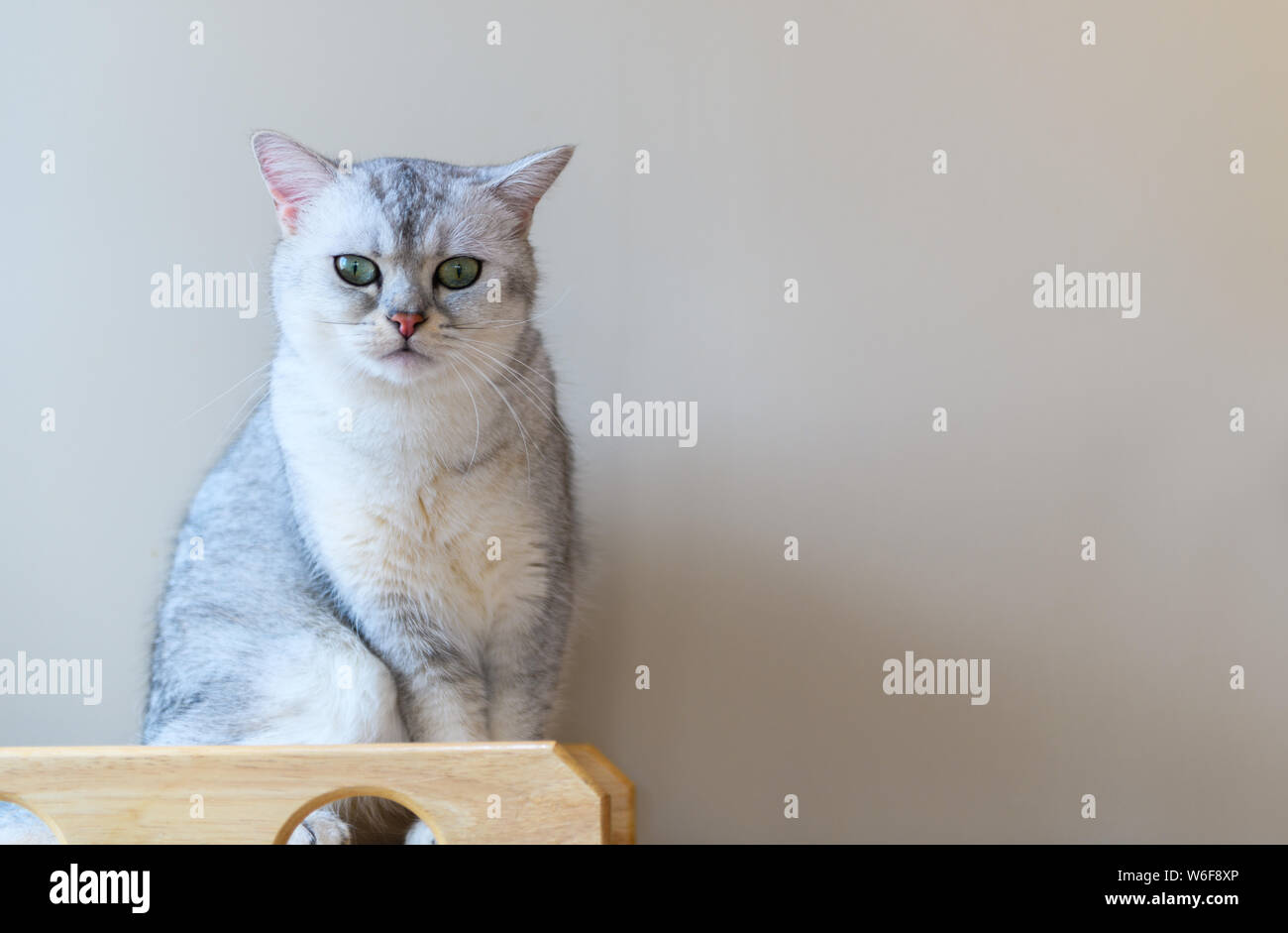 Cute Gray Scottish Fold Cat Short Hair Species Looking At Camera