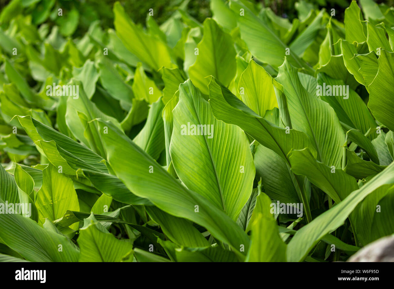 Turmeric Farm,Turmeric is a flowering plant, Curcuma longa of the