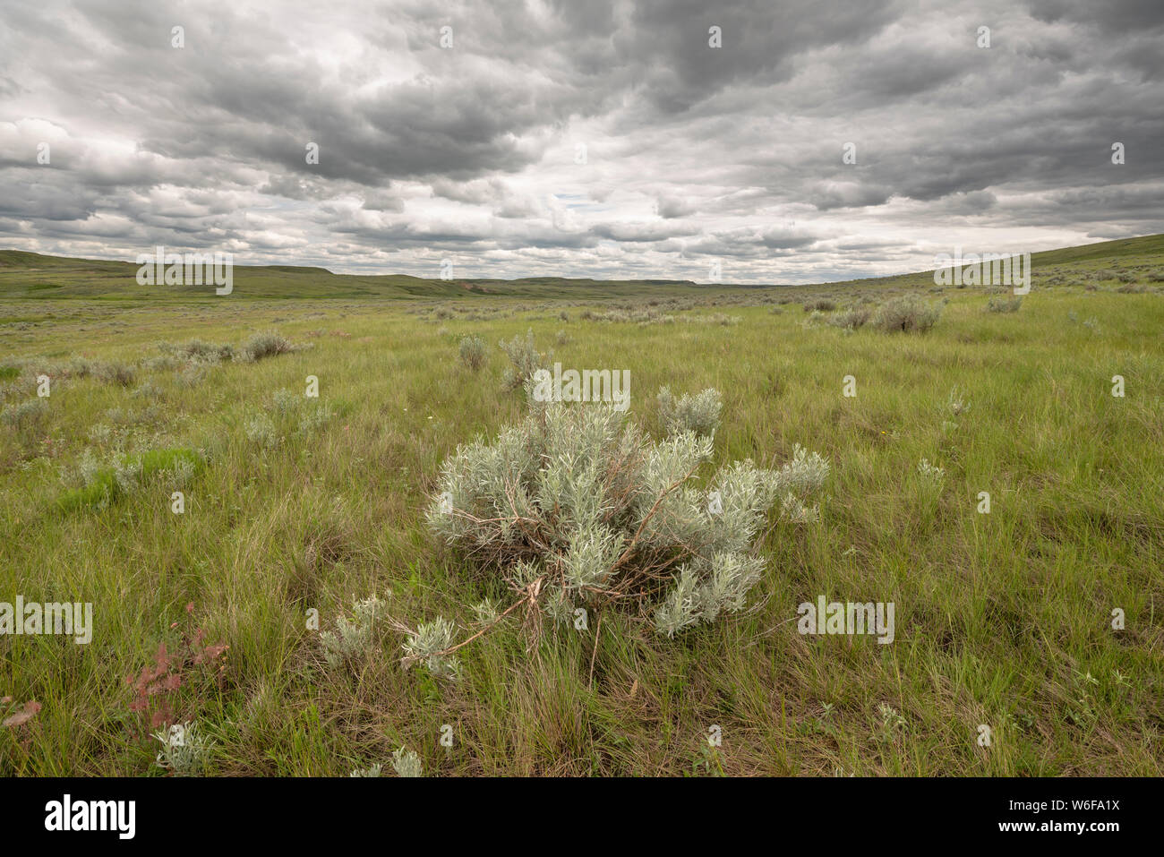 Prairie sage in Grasslands National Park, in southern Saskatchewan. Stock Photo