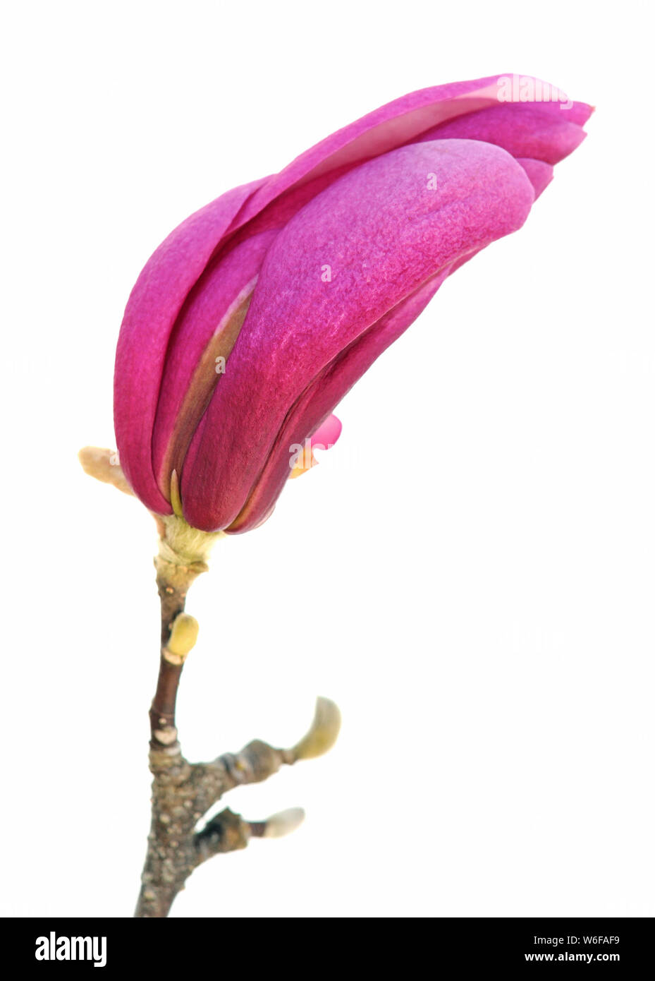 pink magnolia bud isolated on white background Stock Photo - Alamy